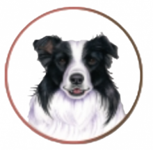 BORDER COLLIE CIOTOLA