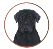 CANE CORSO CIOTOLA